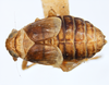 Habitus, dorsal view: !! display not done !! on Criomorphus inconspicuus (Uhler, 1877): (Observation).