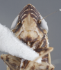 Head: !! display not done !! on Flexamia reflexa (Osborn & Ball, 1897): Head/Face. (Observation).
