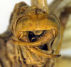 CollectionObject 1500504; 7475cafe-0429-4d15-a1b9-87fbabf6e217: male cerci (syntype). (CollectionObject).