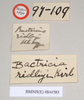 CollectionObject 1561383; NHMUK(SF IMPORT DUPLICATE) 844583, 77e2f5fb-faa5-47a6-9a69-41d9f9eff5d7: copyright Natural History Museum, London. male, data labels (holotype). (CollectionObject).
