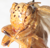 CollectionObject 1533015; 85a5cff4-74eb-45e8-bd79-c8f84f6469e0: male, frontal view. (CollectionObject).