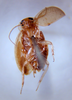 Plectoptera floridana Hebard, 1917: Photo by Heidi Hopkins. ventral habitus. (Otu).