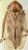 Habitus, dorsal view on Morinda Emeljanov, 1972: Morinda sibiricus, dorsally (ZIN). (Observation).