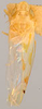 Habitus, dorsal view: Habitus (holotype, INHS collection). (Observation).