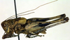 CollectionObject 1576524; 1f95881e-2ee2-4699-8ab7-32108d408b5d: male, lateral view (paratype). (CollectionObject).