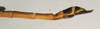 CollectionObject 1560556; NMW 743, 995663b3-587b-46a5-955a-960f39ed8d4e: copyright NMW, Vienna. male: end of abdomen, lateral view (holotype). (CollectionObject).