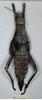 copyright MHNG. female of Heteropteryx saussurei Kirby 1904 (holotype) [also lectotype of Heteropteryx saussurei Redtenbacher 1906]. Depicts CollectionObject 1558892; 9a2666a7-0ffb-4419-ae29-f1567450f32e, a CollectionObject.