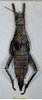 CollectionObject 1558892; 9a2666a7-0ffb-4419-ae29-f1567450f32e: copyright MHNG. female of Heteropteryx saussurei Kirby 1904 (holotype) [also lectotype of Heteropteryx saussurei Redtenbacher 1906]. (CollectionObject).