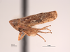 Habitus, lateral view on Deltocephalus contrerasi Van Duzee, 1923: (Observation).