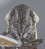 Head: !! display not done !! on Cuerna kaloostiani Nielson, 1965: Head/Face. (Observation).