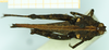 CollectionObject 1587046; ed82f4cc-ebd2-4852-9eca-19f715fdce95: female, dorsal view (holotype of Tettix vittata). (CollectionObject).