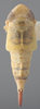 Habitus, dorsal view on Athysanella (Athysanella) magdalena Baker, 1898: Dorsal - female. (Observation).