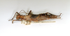 CollectionObject 1598571; 6055e33e-736e-4b5b-b503-8d0bb288805e: copyright ETHZ. female, lateral view (parlectotype). (CollectionObject).