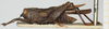 CollectionObject 1583783; 084f0207-51c5-4e40-b578-c95f87a04b15, NHMUK010924454: male, lateral view (paratype of Phaestus sumatrensis). (CollectionObject).