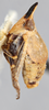 Habitus, lateral view on Chlidochrus ventricosus Emeljanov, 1962: holotype. (Observation).