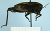 CollectionObject 1597060; 5451fe39-2fd5-4dc2-9d14-f45deda353d0: female (no type), lateral view. (CollectionObject).