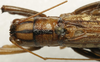 CollectionObject 1535953; 0c1cf85f-2457-4606-bc4b-fe4a02b03fb4: male pronotum, dorsal view (syntype). (CollectionObject).