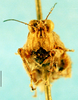 CollectionObject 1505139; c1adec92-cddc-4813-ba65-cbebf26fa0fd: male, frontal view (syntype). (CollectionObject).