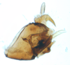 Pygofer, lateral view: !! display not done !! on Sogatella kolophon (Kirkaldy, 1907): (Observation).