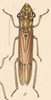 Habitus, dorsal view on Dichrophleps aurea (Fabricius, 1803): (Observation).