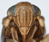 Head on Delphacodes apicatus Beamer, 1948: (Observation).