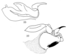 Lethus nicaraguae Descamps, 1974: Figs. 22-23. endophallus and phallic complex, both lateral view. (Otu).