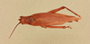 CollectionObject 1476829; 37734008-3822-4e15-bbcb-0199efa72ad0, NHMUK015982151: female, dorsal view (syntype). (CollectionObject).