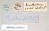 copyright Natural History Museum, London. male, data labels [round label reversed] (paralectotype). Depicts CollectionObject 1559048; NHMUK(SF IMPORT DUPLICATE) 845217-845218, ab13efa6-b8fb-4bc3-aa0d-5ec8352a66d4, a CollectionObject.