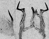 Other: Pygofer lobe, aedeagus, connective, and styli. (Observation).