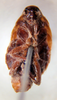 Parcoblatta americana (Scudder, 1900): Photo taken by Heidi Hopkins. (Otu).