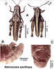Netrosoma xanthops Roberts, 1947: (Otu).