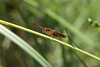 FieldOccurrence 3567; a2638e3f-171c-4517-b748-2b4549f88955: male (March 2016). (FieldOccurrence).