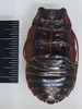 CollectionObject 1553295; 297b7729-ae3d-4c61-bdbf-0bb770453bac: Copyright the Natural History Museum, London. Adult male, dorsal view. (CollectionObject).