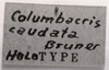 CollectionObject 1524410; 785f2672-3b85-434e-8173-0c0dfd80f9f1: Image C.S. Carbonell. label (holotype). (CollectionObject).