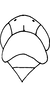 Head on Asymmetrasca baluchi (Ahmed, Samad & Naheed, 1981): Head, pro-, and mesothorax. (Observation).