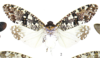 Habitus, dorsal view on Phenax variegatus (Olivier, 1792): (Observation).