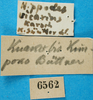 CollectionObject 1500820; 065394ed-f10b-4fae-a234-6be53acf864a: labels (syntype). (CollectionObject).