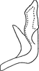 Aedeagus, lateral view on Brunerella magnifica Young, 1952: Aedeagus, lateral view. (Observation).