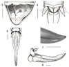 Lipotactes (Sublipotactes) khmericus khmericus Gorochov, 1998: Figs. 3-7 (reproduced with permission). female pronotum, abdomen tip, subgenital plate and ovipositor (scale bars 1 mm). (Otu).