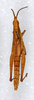 Zarytes squalinus squalinus (Saussure, 1884): female, dorsal view. (Otu).
