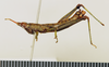 CollectionObject 1518332; 7adc23c6-a6ff-4eab-90ca-9c99853548c5: male, lateral view (holotype). (CollectionObject).