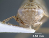 Head: !! display not done !! on Pendarus (Pendarus) punctiscriptus (Van Duzee, 1892): (Observation).