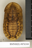 CollectionObject 1573039; 361bfb59-28a8-40fa-8ade-13ae184e79bb: Copyright Natural History Museum, London. Non-type (female nymph) in BM(NH). Dorsal view. (CollectionObject).