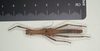 CollectionObject 1558669; 908102b0-3688-44ee-9ea8-1ff176fb8969: copyright MIZ, Warsaw. male of synonym Euobrimus dohrni, dorsal view (lectotype). (CollectionObject).