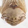 Head on Clastoptera undulata Uhler, 1864: (Observation).