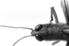 CollectionObject 1530274; 7efb4c1f-d9fa-46c5-9cba-1f147f141efc: Image Carbonell, C.S. female head and pronotum, dorsal view (holotype). (CollectionObject).