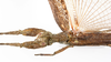 CollectionObject 1590156; 699aa1cd-42d0-458b-9b6f-03bfe16681b0: copyright Oskar Conle. female: head & thorax, dorsal view (paratype). (CollectionObject).;CollectionObject 1590157; 3fd27e98-576d-4f90-8350-dafc688c13bc: copyright Oskar Conle. female: head & thorax, dorsal view (paratype). (CollectionObject).
