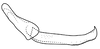 Stylus on Coarctana nigromedia Domahovski & Cavichioli, 2023: Male holotype [DZUP]: style, lateral view. (Observation).