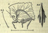 Phyllotettix (Rhombotettix) rhombeus (Felton, 1765): female. (Otu).