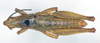 CollectionObject 1535549; 18ad5253-ffa9-4f73-8d45-c8434a3ee69f: male, dorsal view (holotype). (CollectionObject).